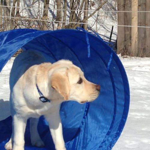 A dog standing in a tunnel with snow on the ground