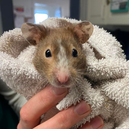 Cute rat being held with a towel