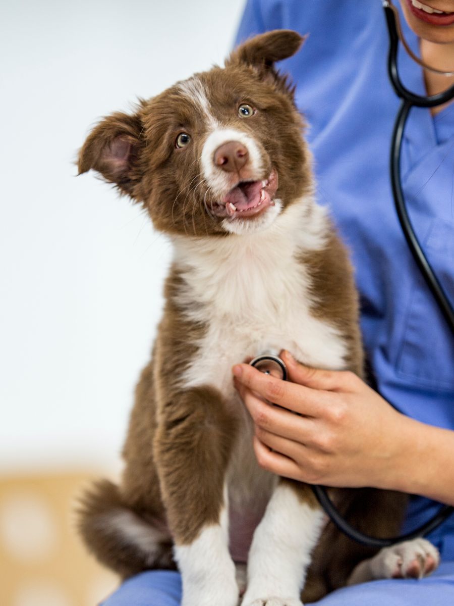 Dog being held by veterinarian