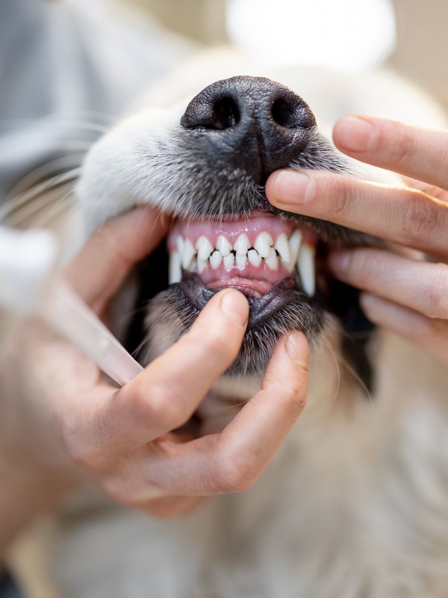 Dog teeth