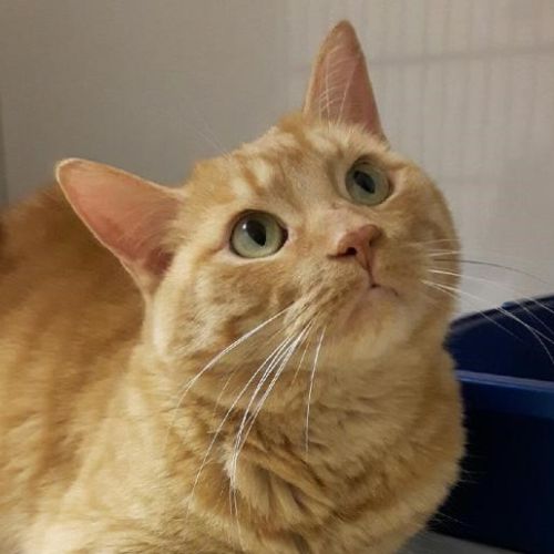 Orange Cat looking up