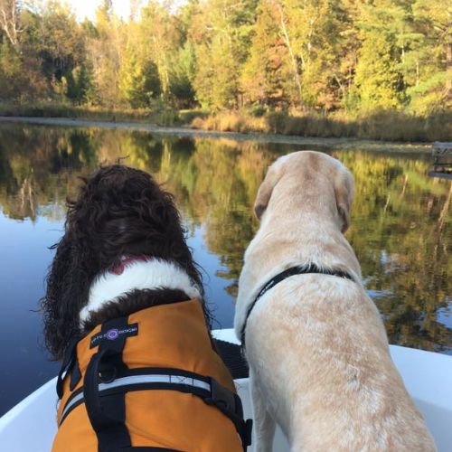 Two dogs standing on a boat at the lake
