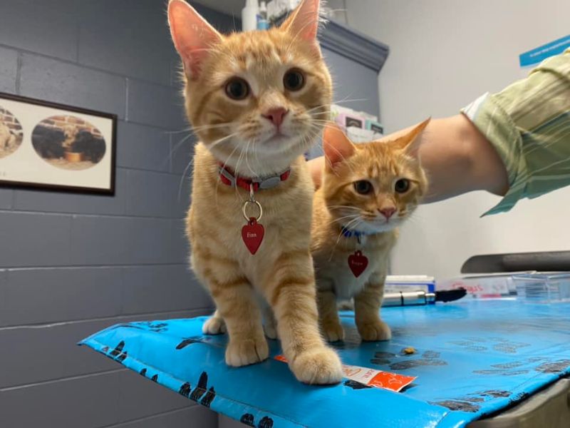 Two kittens at the vet clinic