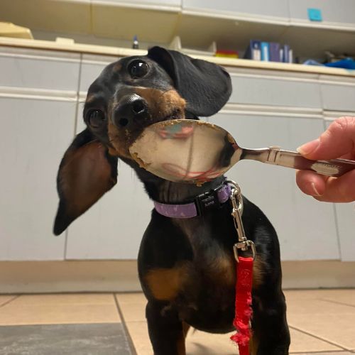 a small dog licking a spoon at the vet