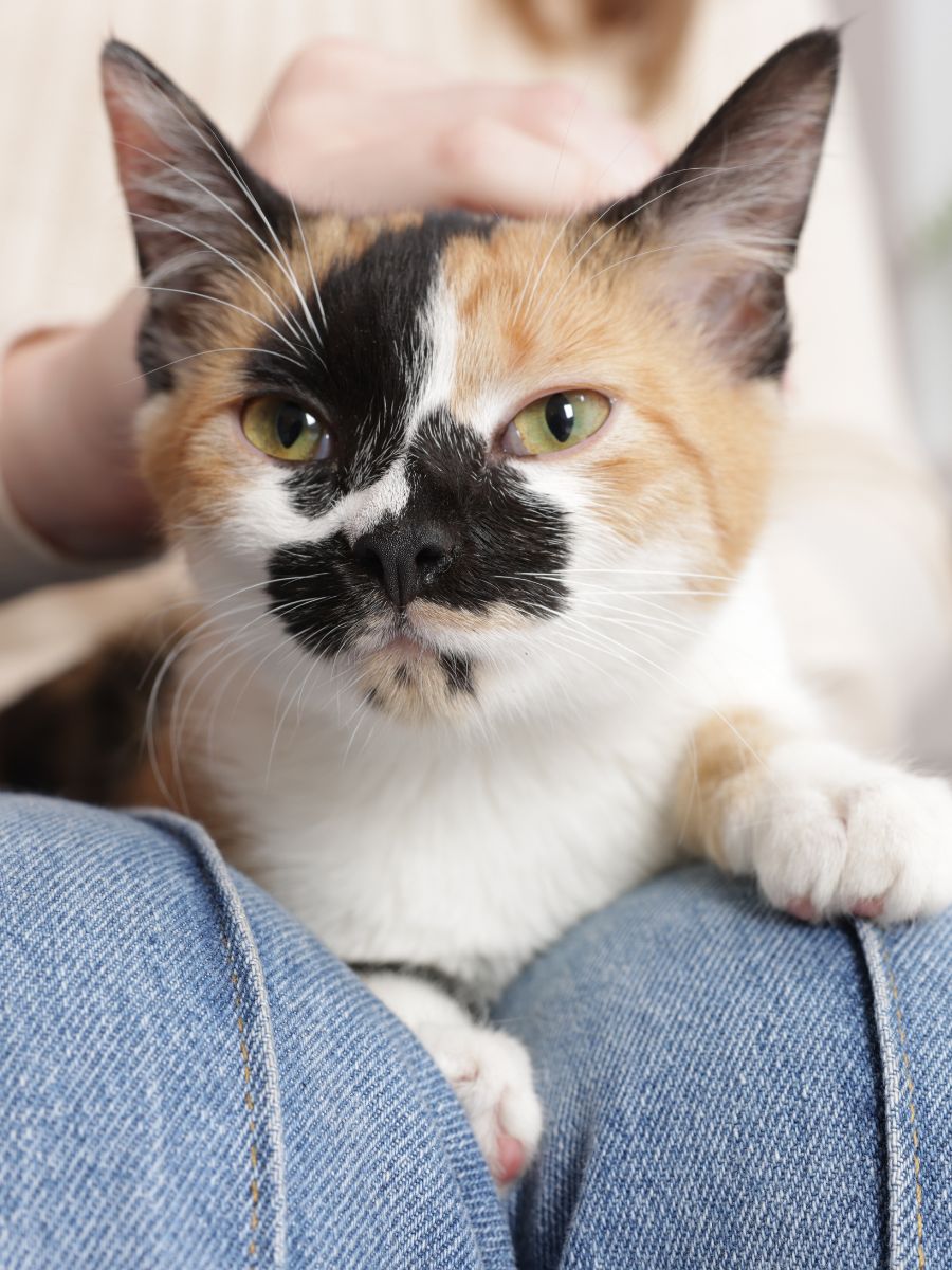 A calico cat sitting on a person's lap A calico cat sitting on a person's lap