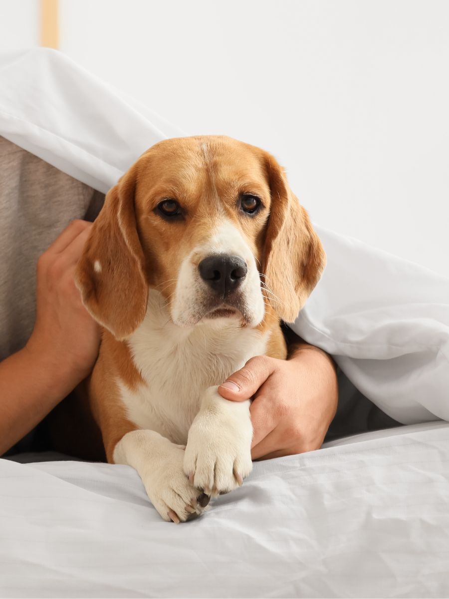 A person laying in bed with their dog A person laying in bed with their dog