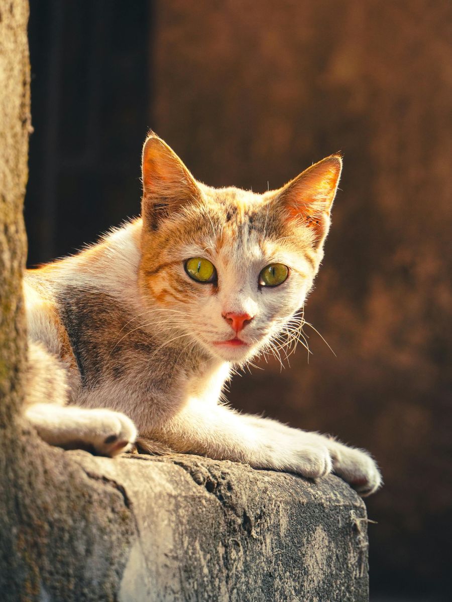 An orange and white cat sitting on a ledge An orange and white cat sitting on a ledge