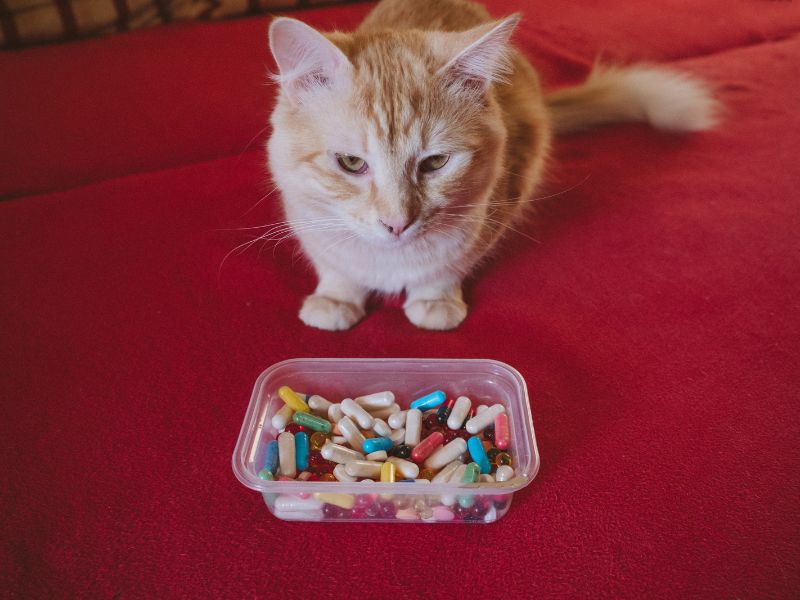 A cat is looking at a container full of pills A cat is looking at a container full of pills