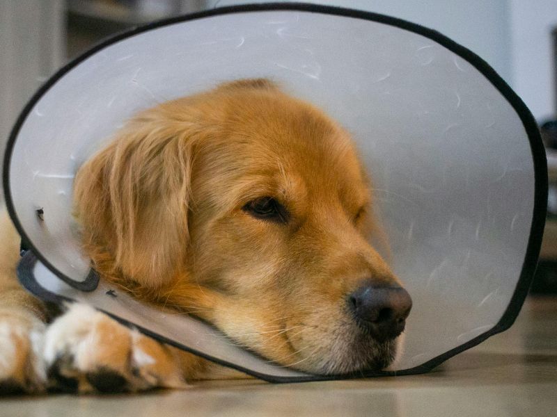 A dog with a cone on its head laying on the floor A dog with a cone on its head laying on the floor