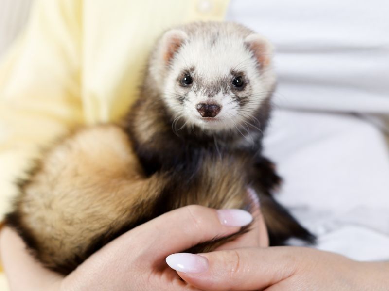 A person holding a ferret in their arms A person holding a ferret in their arms