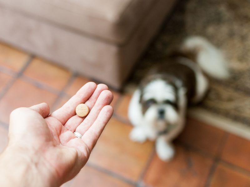 A person holding a small coin in front of a dog A person holding a small coin in front of a dog