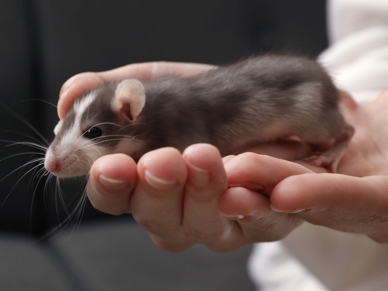 A person holding a small rat in their hands A person holding a small rat in their hands
