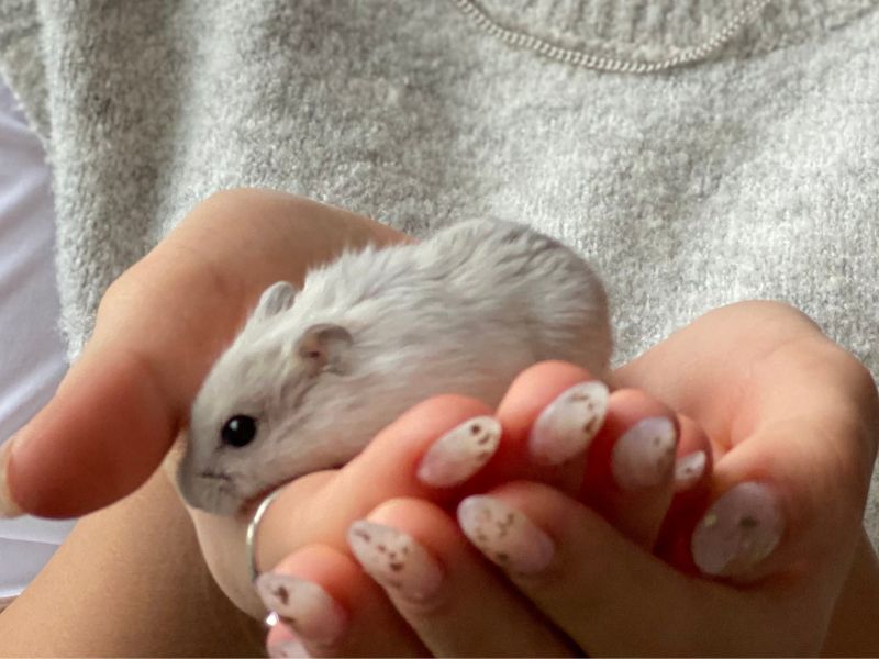 A person holding a small white hamster in their hands A person holding a small white hamster in their hands