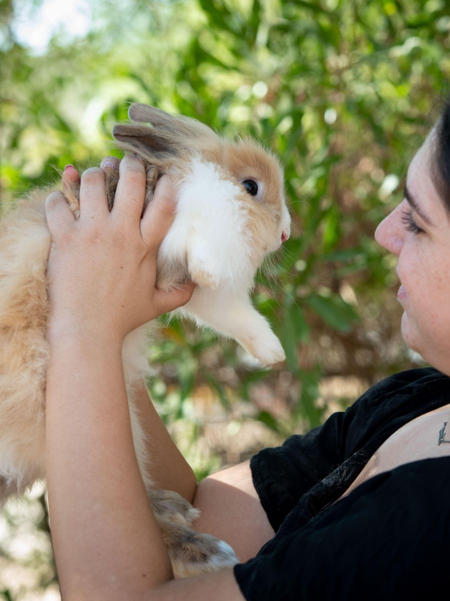 A person is holding a small rabbit in their arms A person is holding a small rabbit in their arms