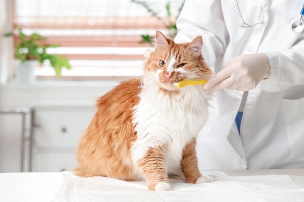 An orange and white cat being examined by a vet