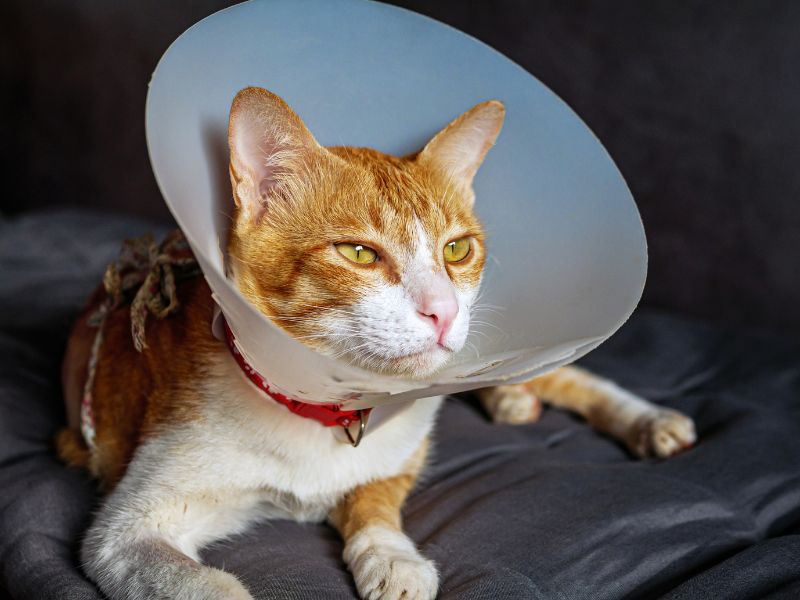 An orange and white cat with a cone on its head An orange and white cat with a cone on its head
