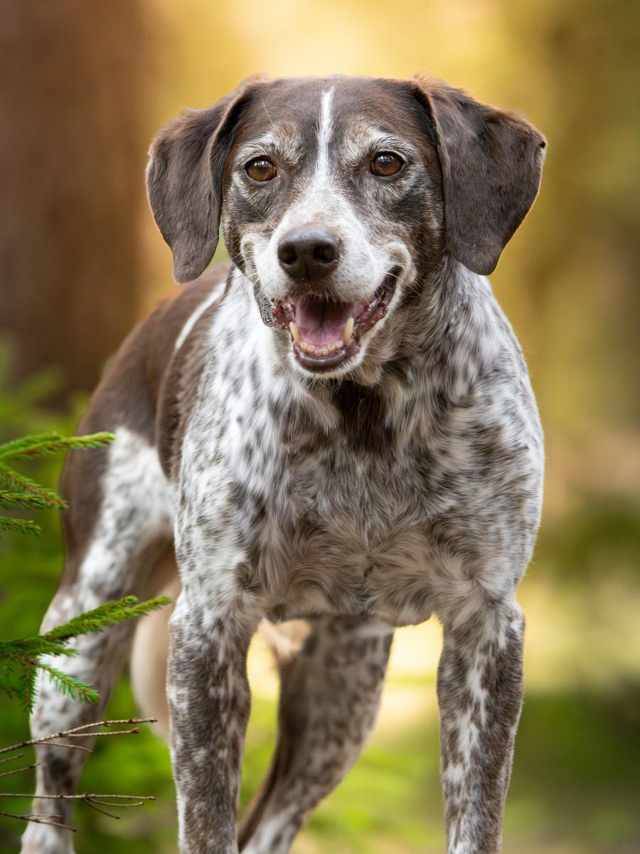 a brown and white dog standing in the woods a brown and white dog standing in the woods