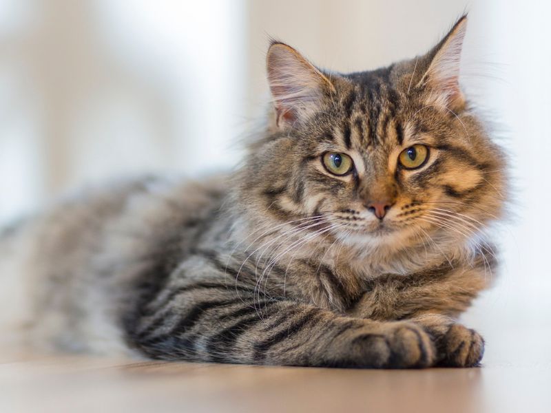 a long haired cat laying on a wooden floor a long haired cat laying on a wooden floor