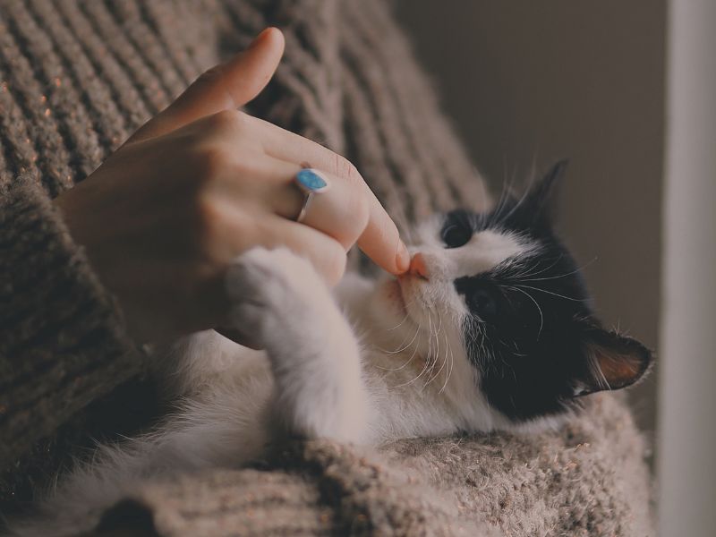 a person is holding a cat in their arms a person is holding a cat in their arms