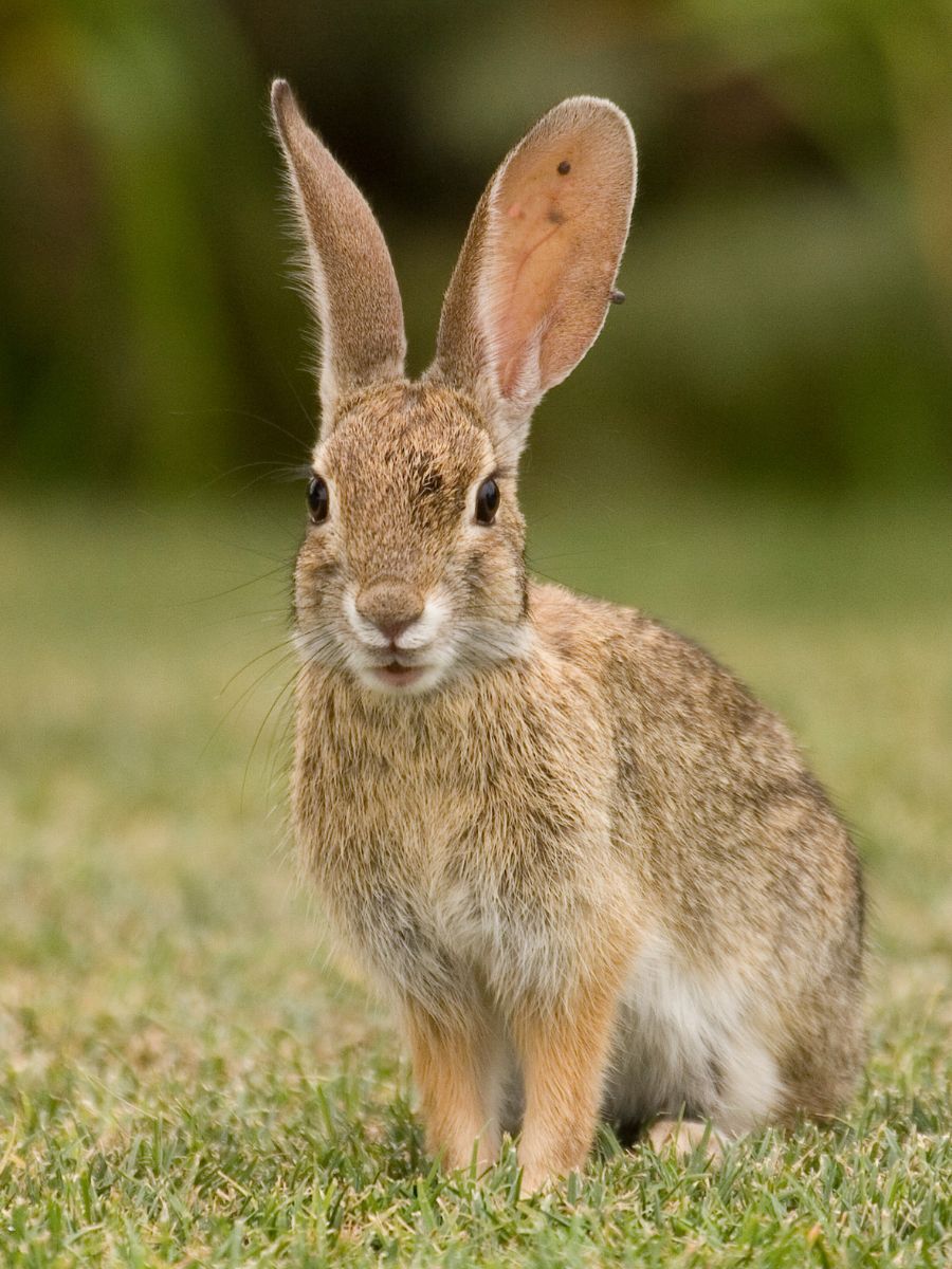a rabbit is sitting on the grass in a field