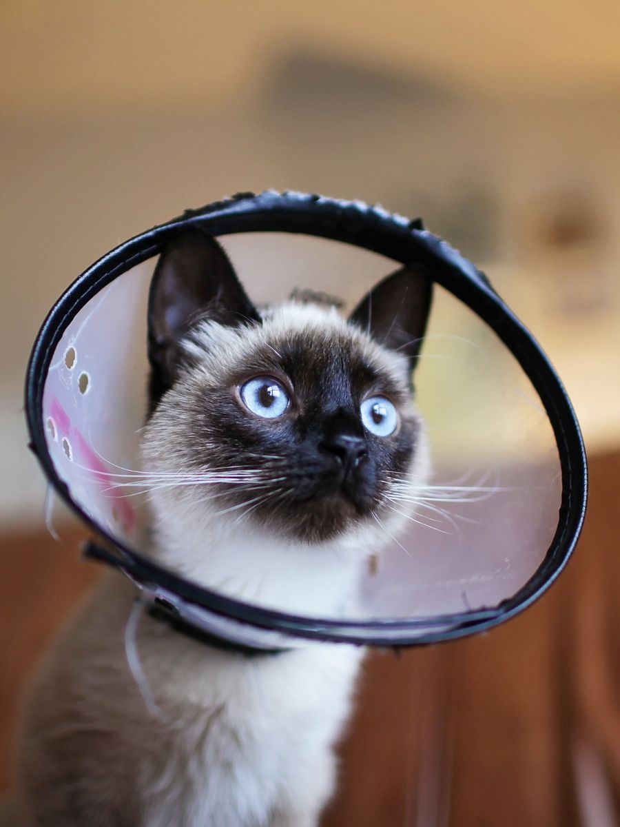 a siamese cat wearing a cone on its head a siamese cat wearing a cone on its head