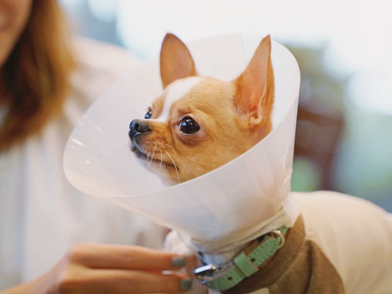 a small chihuahua wearing a cone on its head a small chihuahua wearing a cone on its head