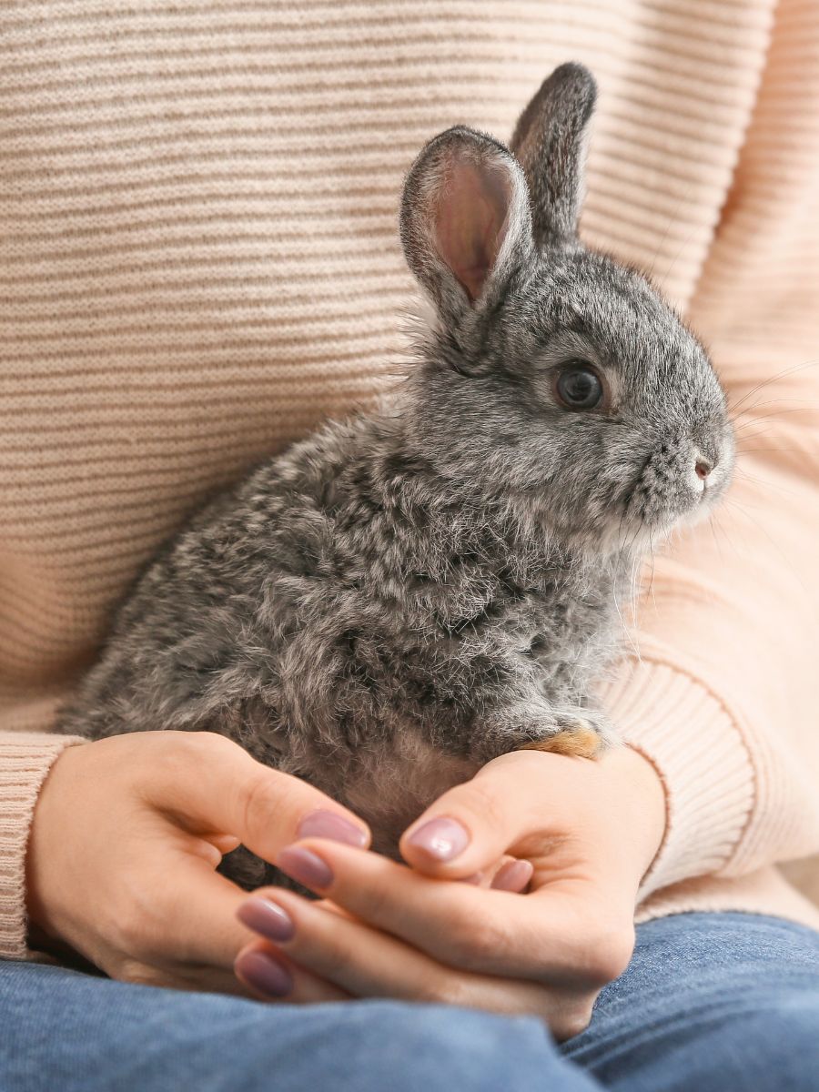holding a gray rabbit in their hands holding a gray rabbit in their hands