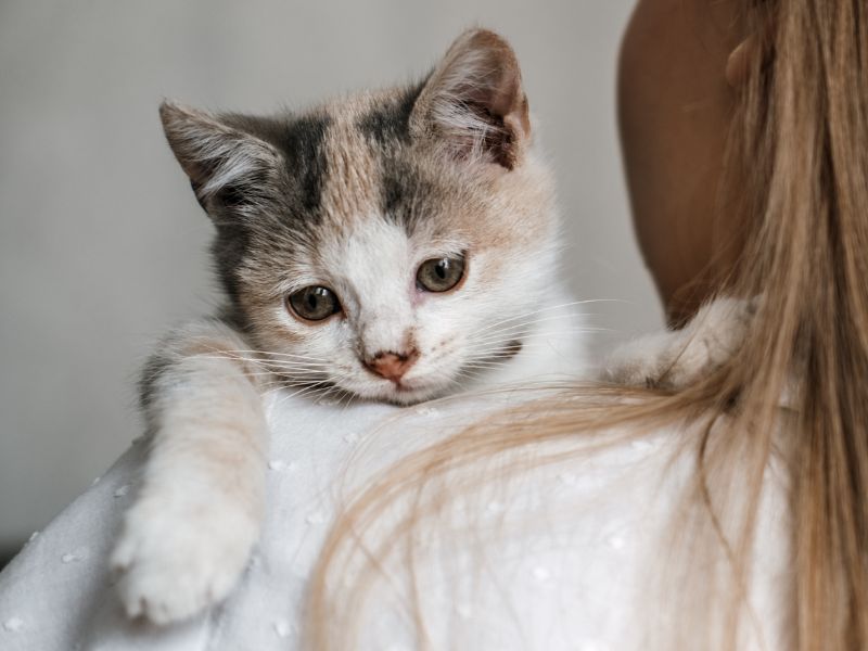holding a small kitten in her arms holding a small kitten in her arms
