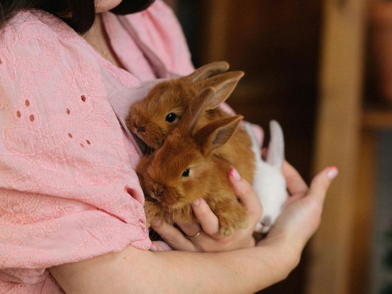 holding two rabbits in her arms holding two rabbits in her arms