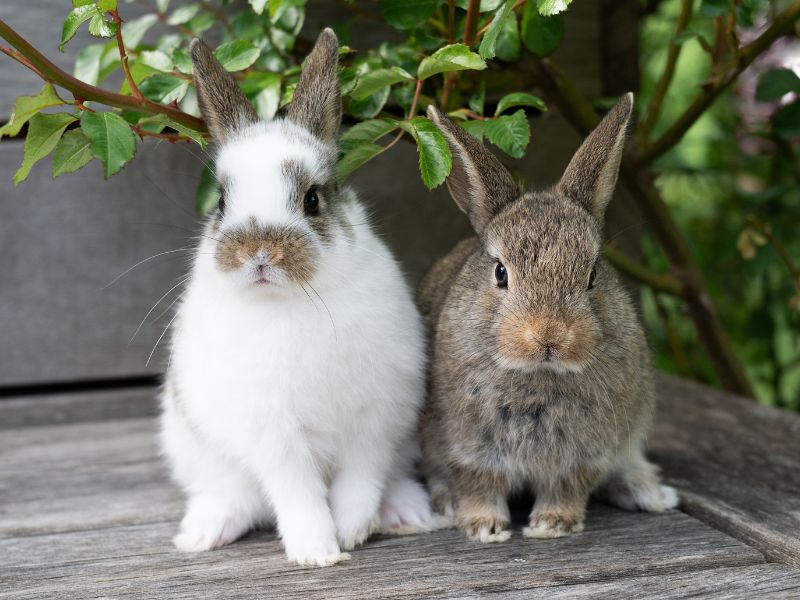 two rabbits sitting on a wooden table two rabbits sitting on a wooden table