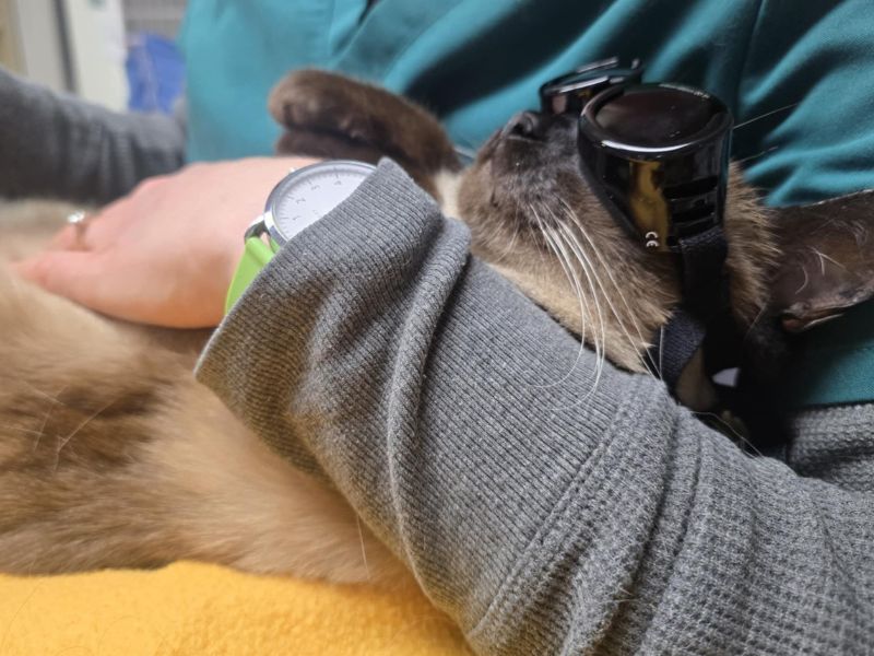 A person wearing glasses is holding a cat A person wearing glasses is holding a cat