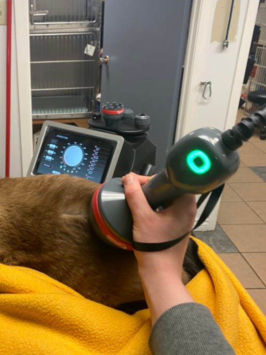 a siamese cat being groomed by a person a siamese cat being groomed by a person